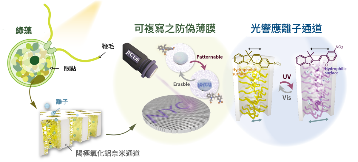 模仿綠藻趨光反應 台德團隊聯手創新光控奈米技術